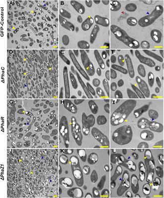 Biosynthesis of polyhydroxybutyrate by Methylorubrum extorquens DSM13060 is essential for intracellular colonization in plant endosymbiosis